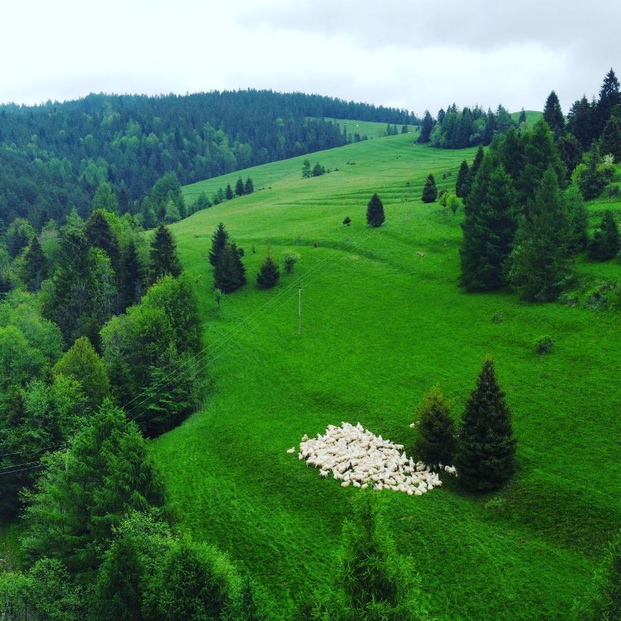 Dziejba Lesna Apartamenty &Spa - Piekne I Nowe Apartamenty I Domek, Sauna I Jacuzzi - W Cenie I Na Wylacznosc, 1 Km Od Stoku Jaworki Dış mekan fotoğraf